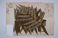 藏品(觀音座蓮)的圖片