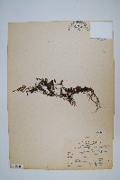 藏品(抱樹蕨、伏石蕨)的圖片