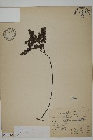 藏品(扇葉鐵線蕨)的圖片