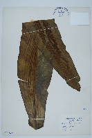 藏品(臺灣山蘇花)的圖片