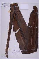 藏品(臺灣山蘇花)的圖片