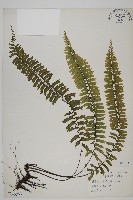 藏品(薄葉孔雀鐵角蕨、邊孢鐵角蕨)的圖片