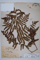 藏品(菜蕨)的圖片