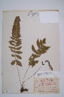 藏品(東洋蹄蓋蕨)的圖片