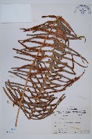 藏品(蘇鐵蕨)的圖片