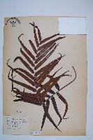 藏品(烏毛蕨)的圖片