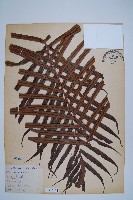 藏品(烏毛蕨)的圖片