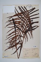 藏品(烏毛蕨)的圖片