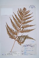 藏品(臺灣狗脊蕨)的圖片