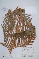 藏品(臺灣狗脊蕨)的圖片