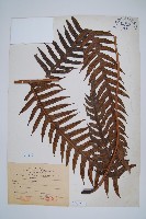 藏品(臺灣狗脊蕨)的圖片