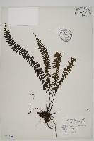 藏品(生芽鐵角蕨)的圖片