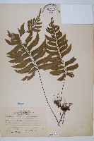 藏品(單邊鐵角蕨)的圖片