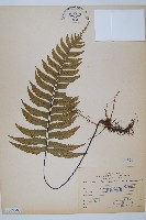 藏品(單邊鐵角蕨)的圖片