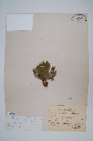 藏品(萬年松)的圖片