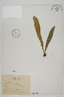 藏品(叢葉鐵角蕨)的圖片