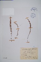 藏品(鐵角蕨)的圖片