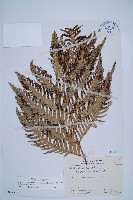 藏品(臺灣狗脊蕨)的圖片