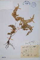 藏品(圓葉陵齒蕨)的圖片