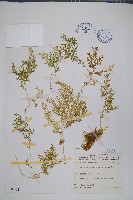 藏品(玉山卷柏)的圖片