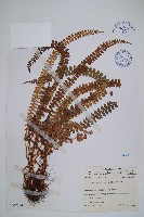 藏品(芽胞耳蕨、芽孢耳蕨)的圖片