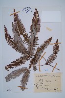 藏品(芒萁)的圖片