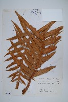 藏品(崖薑蕨)的圖片