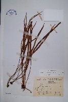 藏品(書帶蕨)的圖片