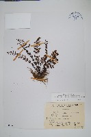 藏品(細葉碎米蕨)的圖片