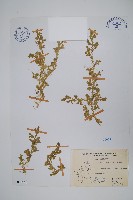 藏品(疏葉卷柏)的圖片