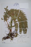 藏品(翅軸假金星蕨、短柄卵果蕨)的圖片