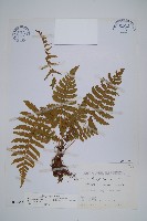 藏品(密毛毛蕨)的圖片