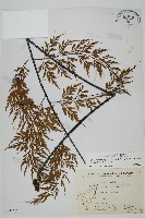 藏品(大黑柄鐵角蕨、黃鱗鐵角蕨、大羽鐵角蕨)的圖片