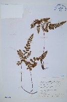 藏品(海島陵齒蕨)的圖片