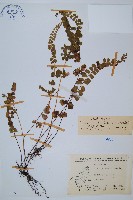 藏品(海島陵齒蕨)的圖片