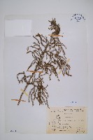 藏品(過山龍)的圖片