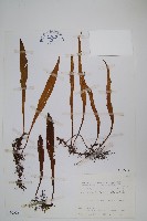 藏品(柳葉劍蕨)的圖片