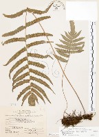 藏品(毛蕨)的圖片