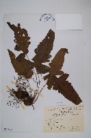 藏品(聖蕨)的圖片