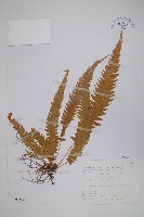 藏品(翅軸假金星蕨、短柄卵果蕨)的圖片