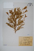 藏品(石松)的圖片