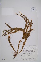 藏品(福氏石松)的圖片