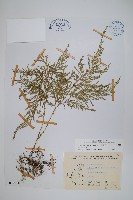 藏品(異葉卷柏)的圖片