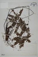 藏品(扇葉鐵線蕨)的圖片