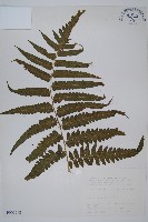 藏品(廣葉鋸齒雙蓋蕨)的圖片