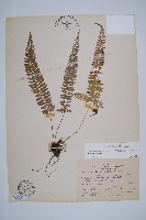 藏品(韓氏耳蕨)的圖片