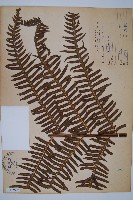 藏品(栗蕨)的圖片