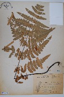 藏品(栗蕨)的圖片