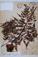 藏品(大葉骨碎補、台灣骨碎補、骨碎補)的圖片