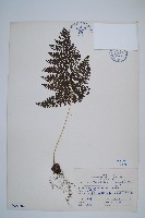 藏品(稀子蕨)的圖片